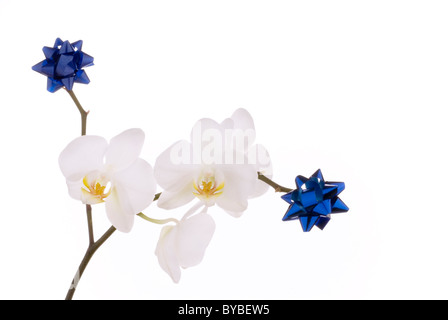 Dono orchid con decorazione su uno sfondo bianco. Foto Stock