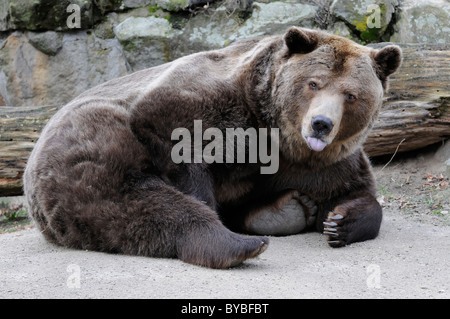 L'orso bruno (Ursus arctos), zoo, Germania, Europa Foto Stock