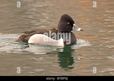 Un anello colli anatra sul morbido, acqua di mattina. Foto Stock