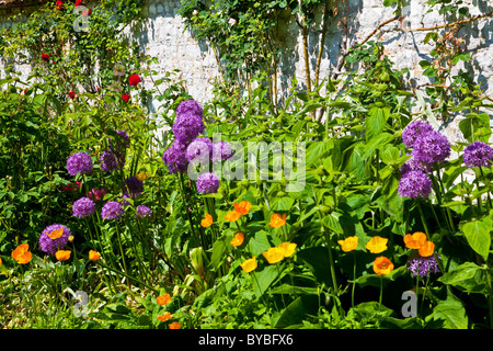 Sunny piante erbacee perenni frontiera in un paese di lingua inglese giardino, Eschscholzia californica e viola alliums contro una parete. Foto Stock