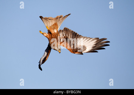 Aquilone rosso, Milvus milvus, singolo uccello in volo, Gigrin Farm, Galles, Gennaio 2011 , Foto Stock