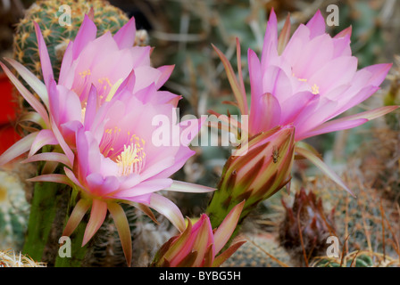 Gruppo di rosa fiori di echinopsis tra gli altri cactus Foto Stock