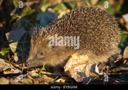 Riccio (Erinaceus europaeus) Foto Stock