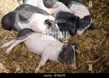 Close-up di intervallo libero suini dormire insieme Foto Stock