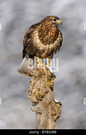 La poiana (Buteo buteo), uccello adulto appollaiato in inverno, Biosphaerengebiet Swabian Alb regione della biosfera, Baden-Wuerttemberg Foto Stock