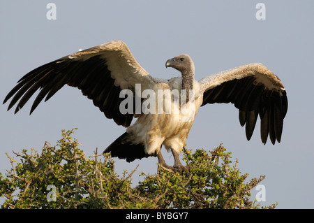 White-backed vulture (Gyps africanus), arroccato, il Masai Mara riserva nazionale, Kenya, Africa Foto Stock