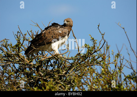 Martial Eagle (Polemaetus bellicosus), arroccato, il Masai Mara riserva nazionale, Kenya, Africa Foto Stock