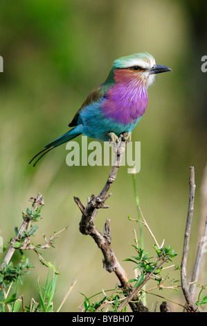 Lilla-breasted rullo (Coracias caudata), arroccato, il Masai Mara riserva nazionale, Kenya, Africa Foto Stock