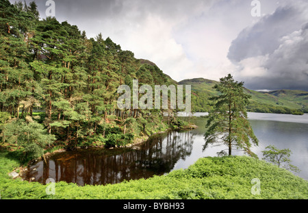 Albero sulle rive di Loch Trool nel Galloway Forest Park, Scozia Foto Stock