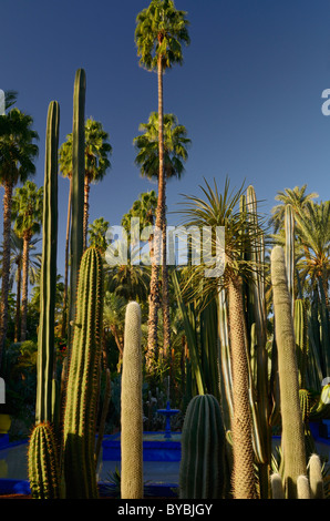 Palme e alte piante di cactus con blue fontana nel giardino Majorelle con cielo blu a Marrakech in Marocco Foto Stock