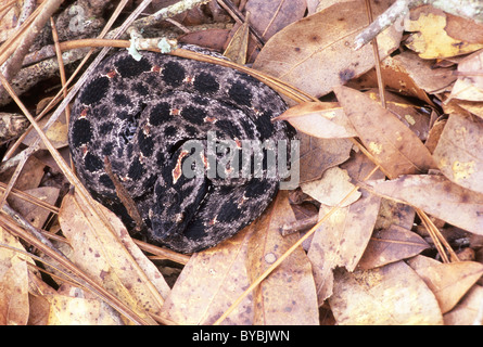 Dusky Rattlesnake Nana (Sistrurus miliarius barbouri) in Autunno figliata di foglia, Central Florida USA. Foto Stock