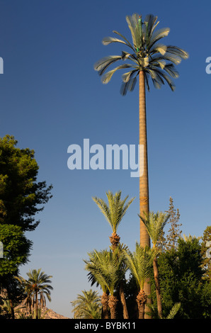 Telefono cellulare torre in un resort marrakech dissimulata come un falso tall Palm tree sul cielo blu Foto Stock