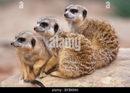 Una famiglia di meerkats in un zoo australiano Foto Stock