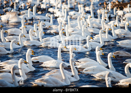 Whooper cigni a Martin mera riserva di uccelli vicino a Ormskirk, Lancashire, Regno Unito. Foto Stock