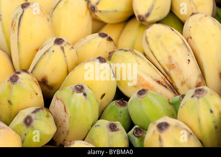 Gelato biologico banane. Una scatola piena di maturazione piccolo gelato banane attende gli acquirenti presso la regolare giovedì mercato agricolo. Foto Stock