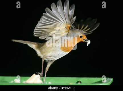 Robin Red Brest vola con un pezzo di pane da un giardino bird tabella a Crumlin County Antrim, Irlanda del Nord. Foto Stock