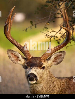 Un trofeo nero-tailed Deer buck marrone con corna di cervo. Foto Stock