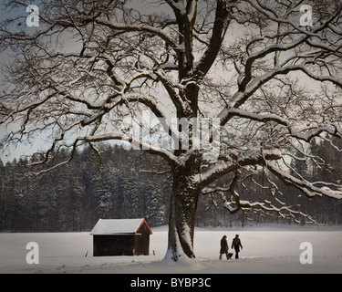 DE - Baviera: scena invernale con albero singolo Foto Stock