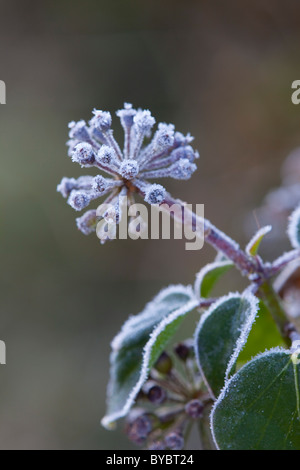 Bacche di Edera; Hedera helix; nel gelo invernale; Foto Stock