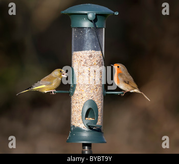 Verdone; Carduelis chloris; e Robin; Erithacus rubecula; su un alimentatore di sementi; Giardino; Cornovaglia Foto Stock