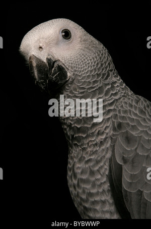 Congo pappagallo grigio africano Psittacus erithacus erithacus appollaiate in studio Foto Stock