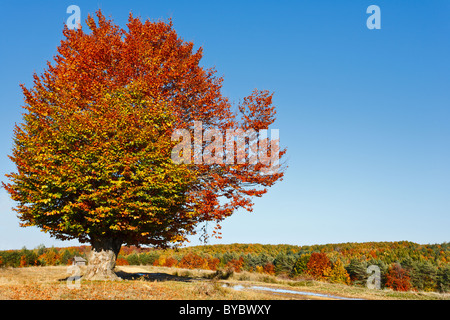 Paesaggio autunnale con faggi in una giornata di sole Foto Stock