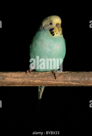 Budgerigar Melopsittacus undulatus adulto si appollaia in studio Foto Stock