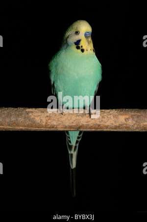 Budgerigar Melopsittacus undulatus adulto si appollaia in studio Foto Stock