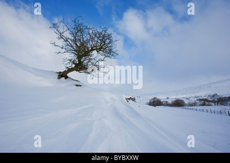 Lone Albero di biancospino e nitide in neve fresca derive a Langstrothdale, Yorkshire Dales, REGNO UNITO Foto Stock