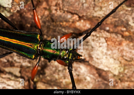 Insetto colorato nella foresta pluviale a Cerro Campana, Altos de Campana national park, provincia di Panama, Repubblica di Panama. Foto Stock