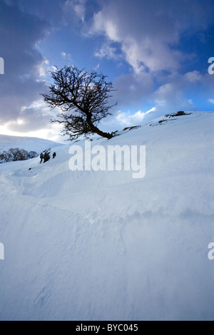 Lone Albero di biancospino e nitide in neve fresca derive a langstrothdale Yorkshire Dales REGNO UNITO Foto Stock