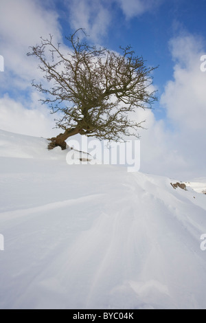 Lone Albero di biancospino e nitide in neve fresca derive a Langstrothdale, Yorkshire Dales, REGNO UNITO Foto Stock