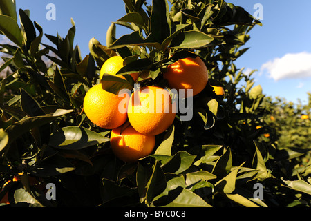 Arance mature su albero, vicino Alcalali, Provincia di Alicante, Valencia, Spagna Foto Stock