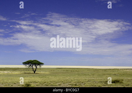 Sale di Etosha pan in Namibia - Africa Foto Stock