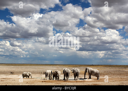 Elefanti a waterhole presso il Parco Nazionale di Etosha in Namibia Foto Stock