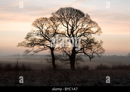 Struttura scheletrica in alba luce retro illuminata con una leggera foschia linee paoer criss attraversando il paesaggio Foto Stock