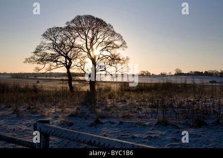 Alberi sfrondato in prime luci dell alba Foto Stock