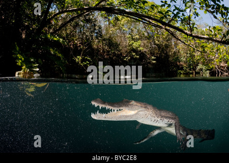 Morelet's Crocodile, Crocodylus moreletii, la penisola dello Yucatan, Messico Foto Stock