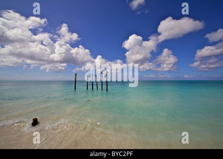 Pellicani di Sunny Aruba Foto Stock