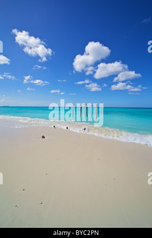 Pellicani di Sunny Aruba Foto Stock
