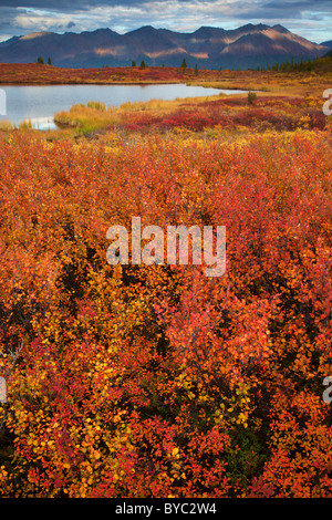 Denali Highway, Alaska. Foto Stock