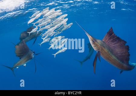 Atlantic sailfish, Istiophorus albicans, caccia di sardine off la penisola dello Yucatan, Messico ( Mar dei Caraibi ) Foto Stock