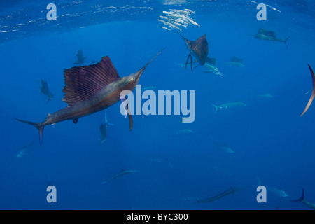 Atlantic sailfish, Istiophorus albicans, caccia di sardine off la penisola dello Yucatan, Messico ( Mar dei Caraibi ) Foto Stock