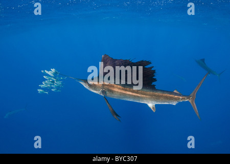 Atlantic sailfish, Istiophorus albicans, caccia di sardine, Messico ( Mar dei Caraibi ) Foto Stock