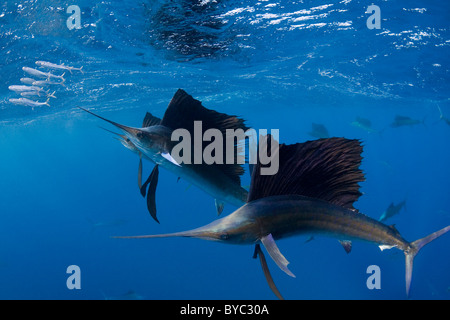 Atlantic sailfish, Istiophorus albicans, caccia di sardine, Messico ( Mar dei Caraibi ) Foto Stock
