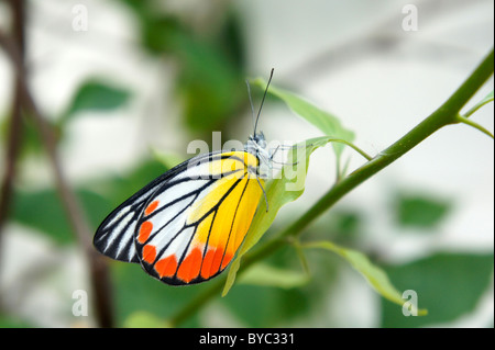 Farfalla Jezebel dipinta. Di Mantana Griffin. Foto Stock