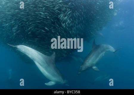 I delfini, Tursiops truncatus, preda sulla sfera di esca di sardine durante la sardina Run, Sud Africa Foto Stock