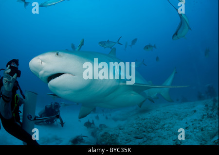 Alimentatore di squalo e squalo toro, Carcharhinus leucas, Playa del Carmen, Cancun Quintana Roo, la penisola dello Yucatan, Messico ( Caraibi Foto Stock