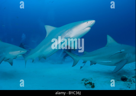Gli squali toro, Carcharhinus leucas, Playa del Carmen, Cancun Quintana Roo, la penisola dello Yucatan, Messico ( Mar dei Caraibi ) Foto Stock