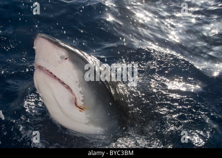 Tiger Shark ( Galeocerdo cuvier ) allungandoti per esche, North Shore Oahu, Hawaii, STATI UNITI D'AMERICA ( Oceano Pacifico centrale ) Foto Stock